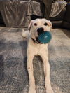 Eloise - Duckie's Litter