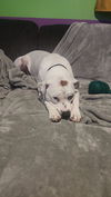 Eloise - Duckie's Litter