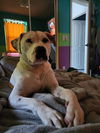 Eloise - Duckie's Litter