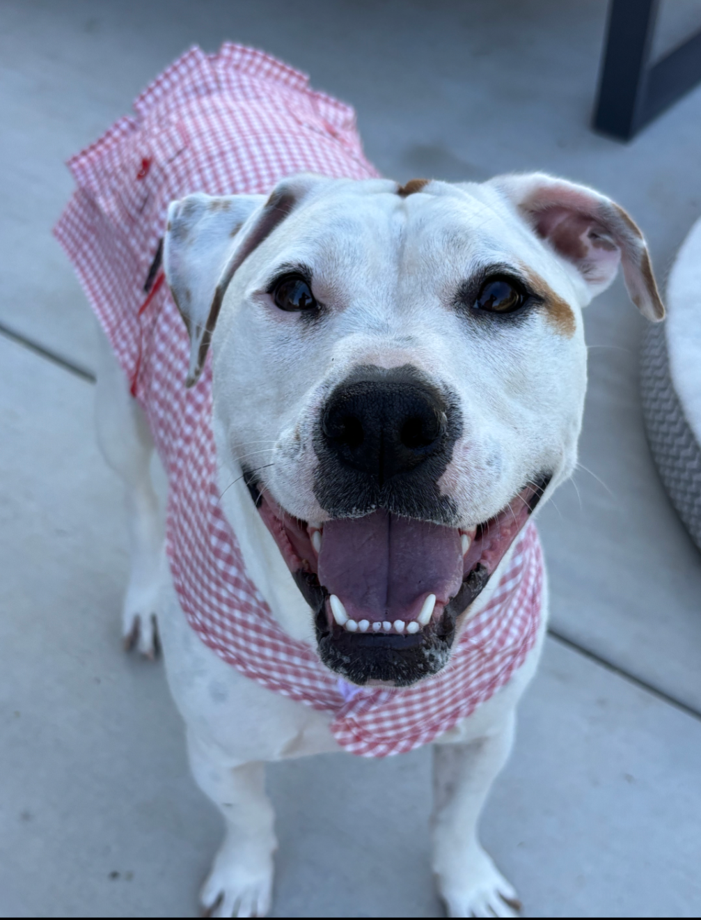 adoptable Dog in San Diego, CA named Eloise