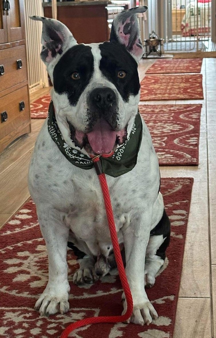 adoptable Dog in San Diego, CA named Frankie