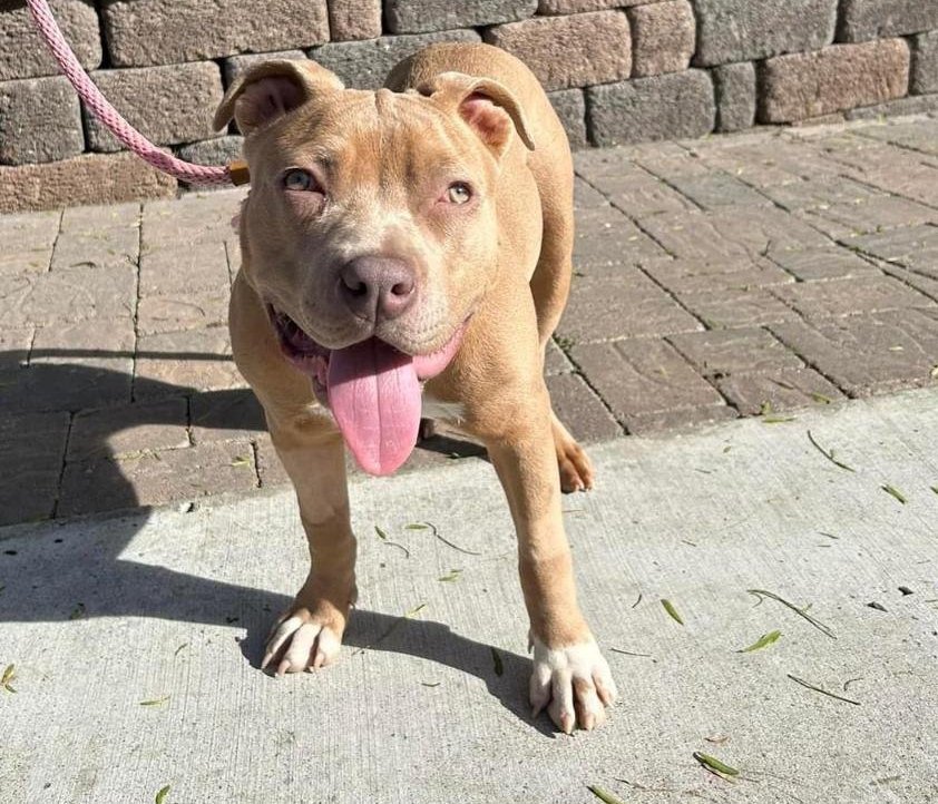 adoptable Dog in San Diego, CA named Cinnabon
