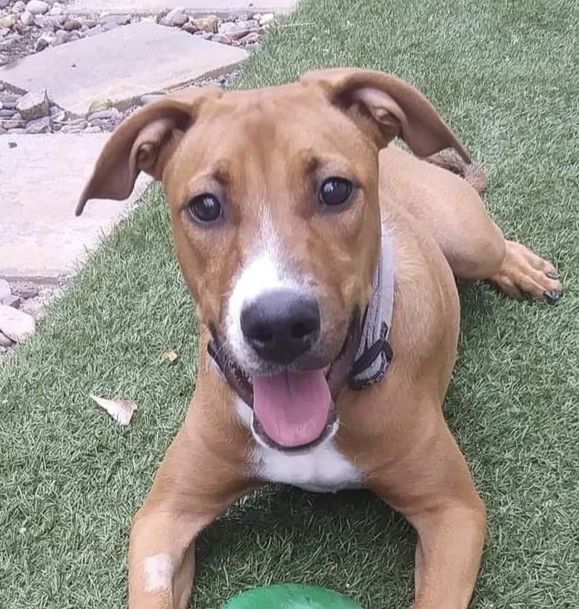 adoptable Dog in San Diego, CA named Nutmeg  