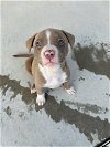 adoptable Dog in  named Hollywood Litter - Lady Gaga