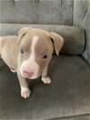 adoptable Dog in  named Hollywood Litter - Madonna