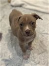 adoptable Dog in  named Hollywood Litter - Taylor Swift
