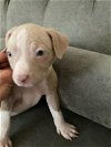 adoptable Dog in  named Hollywood Litter - Jelly Roll