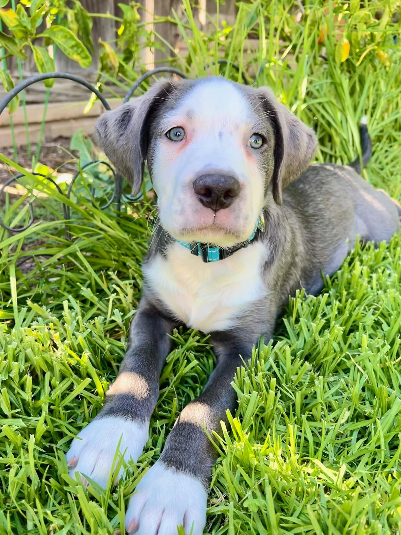 adoptable Dog in San Diego, CA named Cheese Litter - Gouda