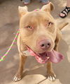 adoptable Dog in San Diego, CA named Cassius **Facilitated Adoption**