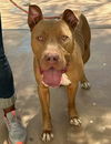 Cassius **Facilitated Adoption**