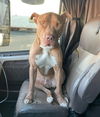 Cassius **Facilitated Adoption**