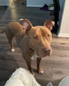 Cassius **Facilitated Adoption**