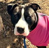 adoptable Dog in San Diego, CA named Emely