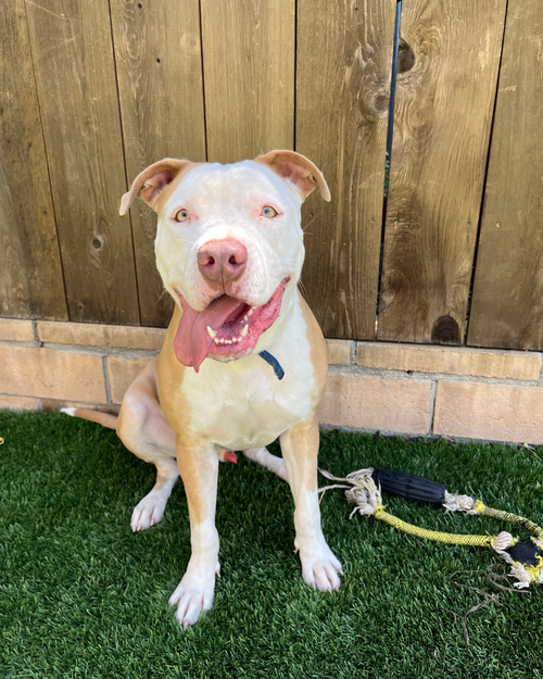 picture of the dog needing adoption