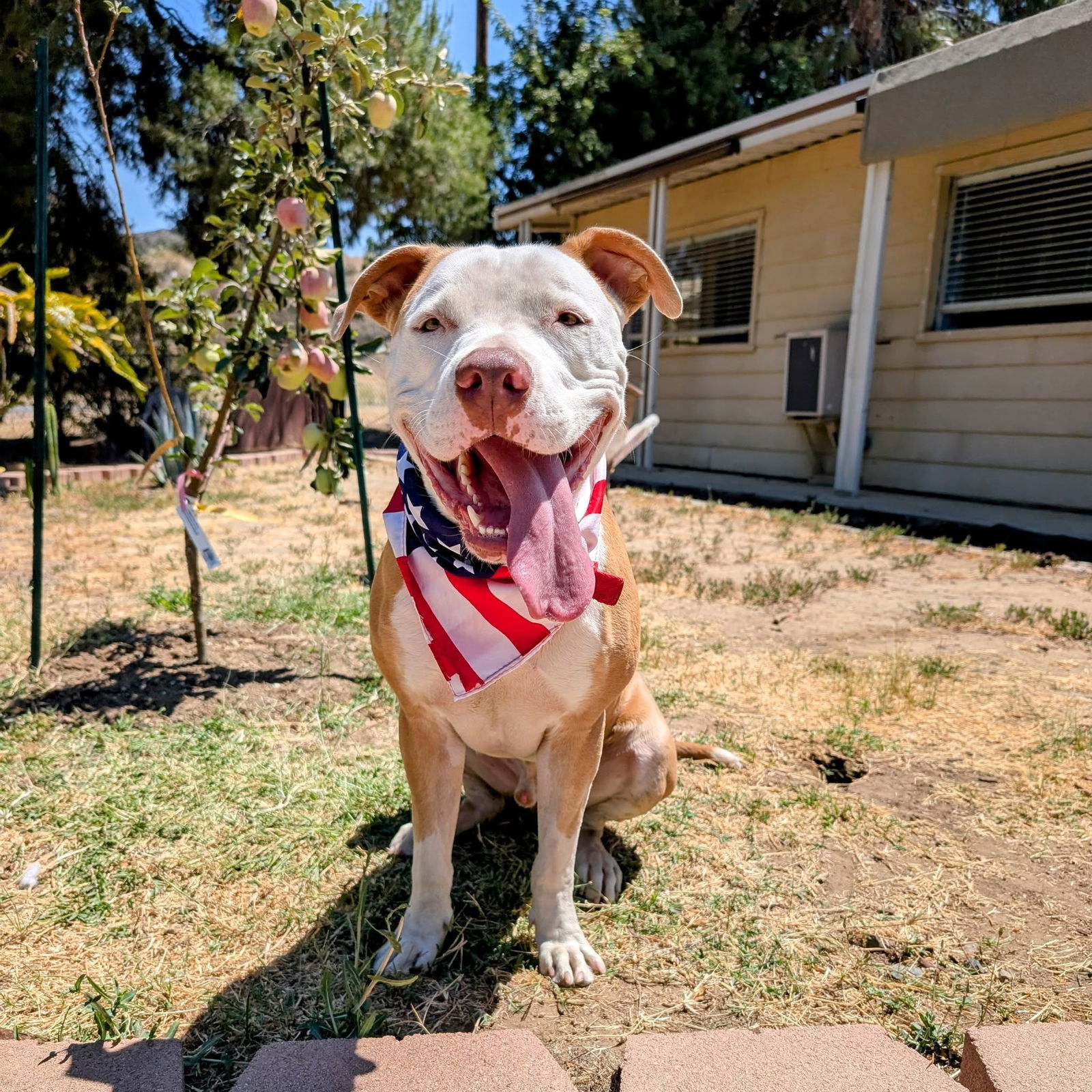 adoptable Dog in San Diego, CA named Jimmy