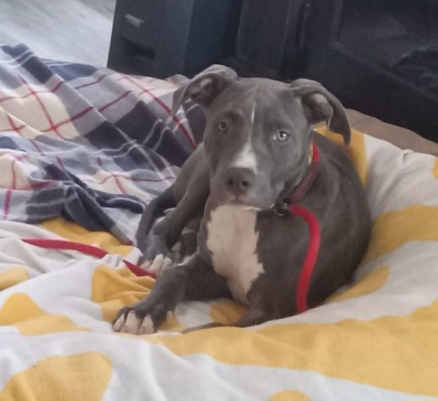 adoptable Dog in San Diego, CA named Winston