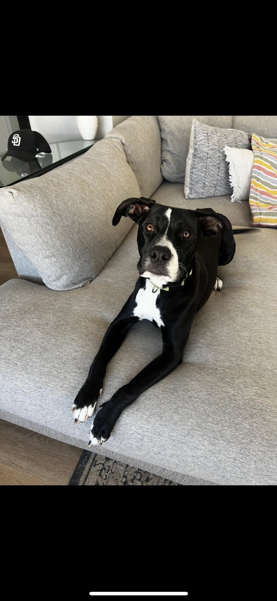 adoptable Dog in San Diego, CA named Nicholas