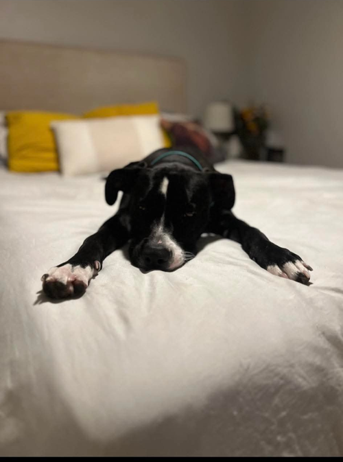 NICHOLAS - American Staffordshire Terrier available for adoption