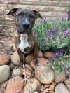 Phoebe