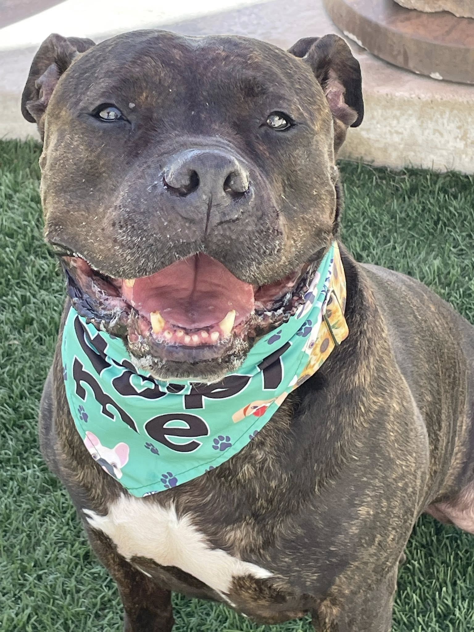 adoptable Dog in San Diego, CA named Emmitt