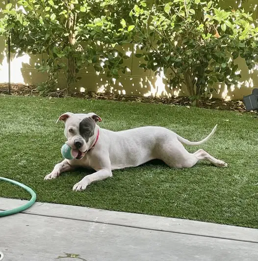 Trixie - American Staffordshire Terrier