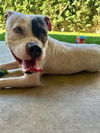 Trixie