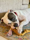 Trixie - Photo 11