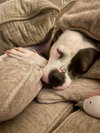 Trixie - Photo 14