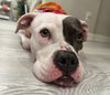 Trixie - Photo 15