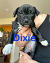 Dixie