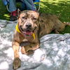 adoptable Dog in  named Violet
