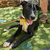 adoptable Dog in  named Stormy