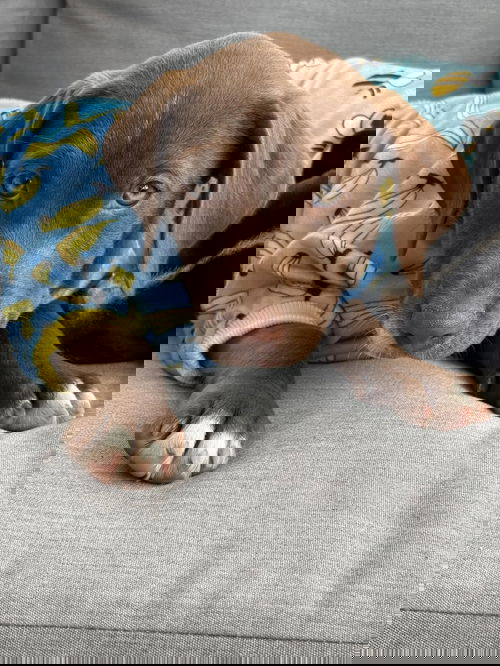 picture of the dog needing adoption