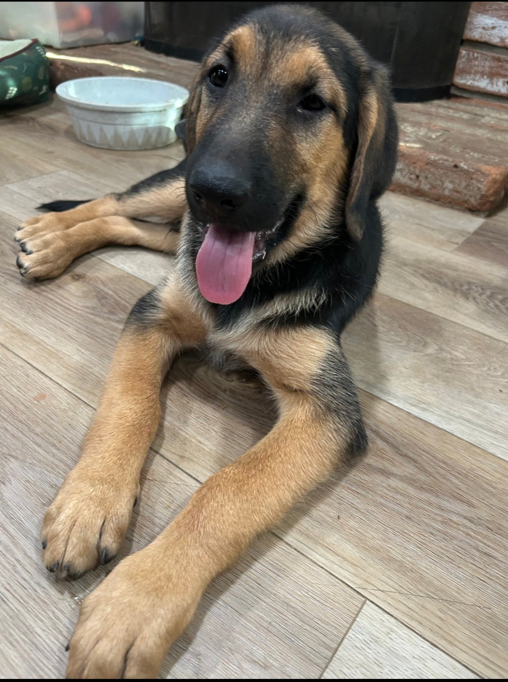 adoptable Dog in San Diego, CA named Alvin