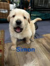 Simon