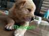 Theodore
