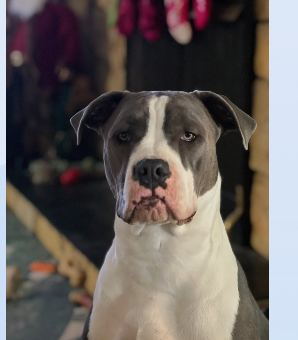 adoptable Dog in San Diego, CA named Athena **Facilitated Adoption**