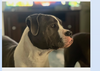Athena  **Facilitated Adoption**