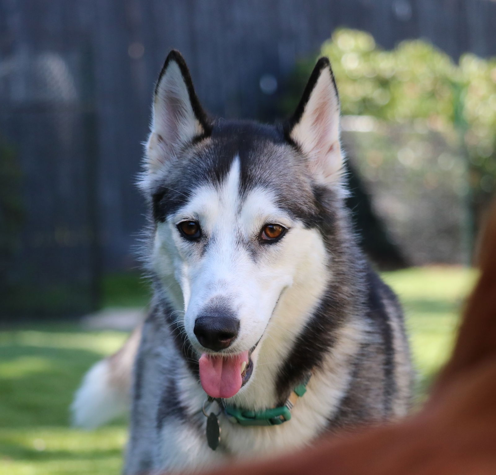 adoptable Dog in San Diego, CA named Asha **Courtesy Listing**