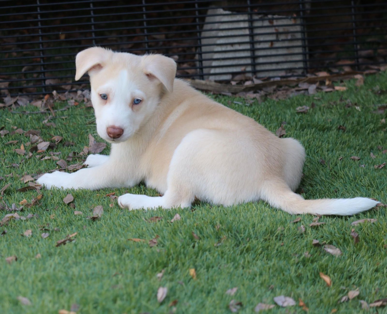 adoptable Dog in San Diego, CA named Chance - *Courtesy Listing*
