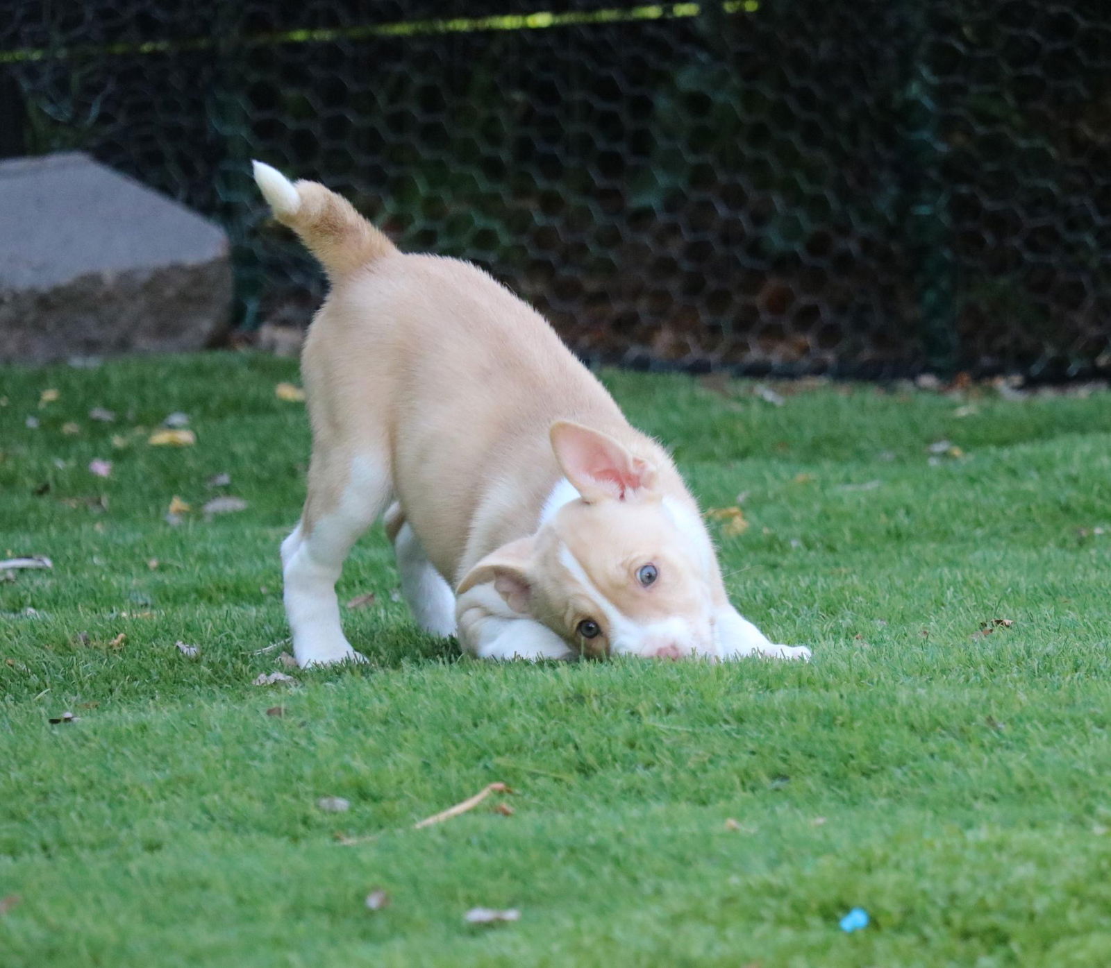 adoptable Dog in San Diego, CA named Hope - *Courtesy Listing*