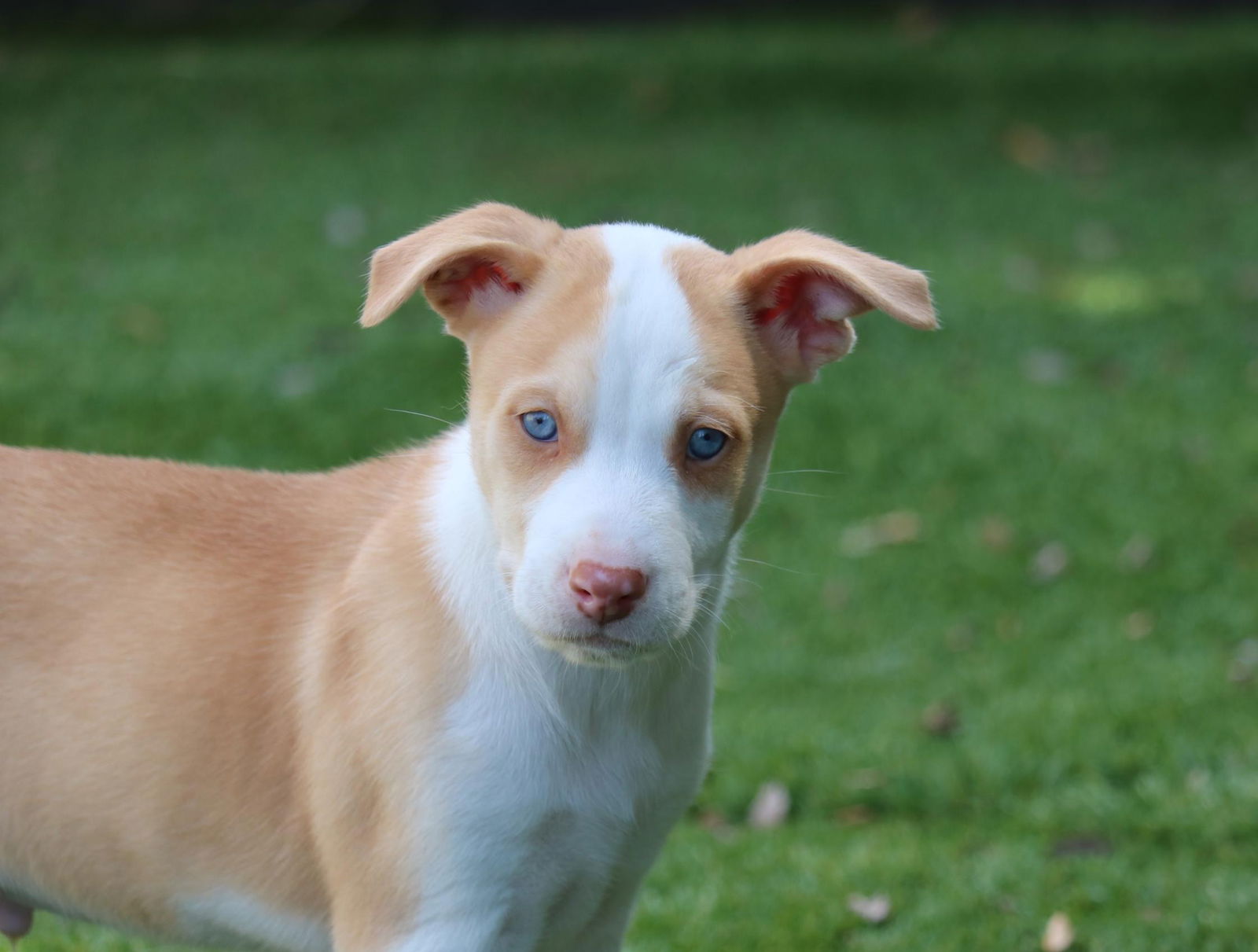 adoptable Dog in San Diego, CA named Watcher - *Courtesy Listing*