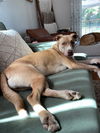Goose