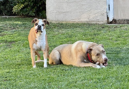 GOOSE - German Shepherd Dog / Pit Bull Terrier available for adoption