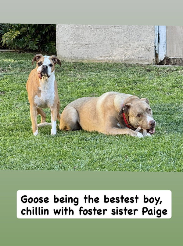 Goose