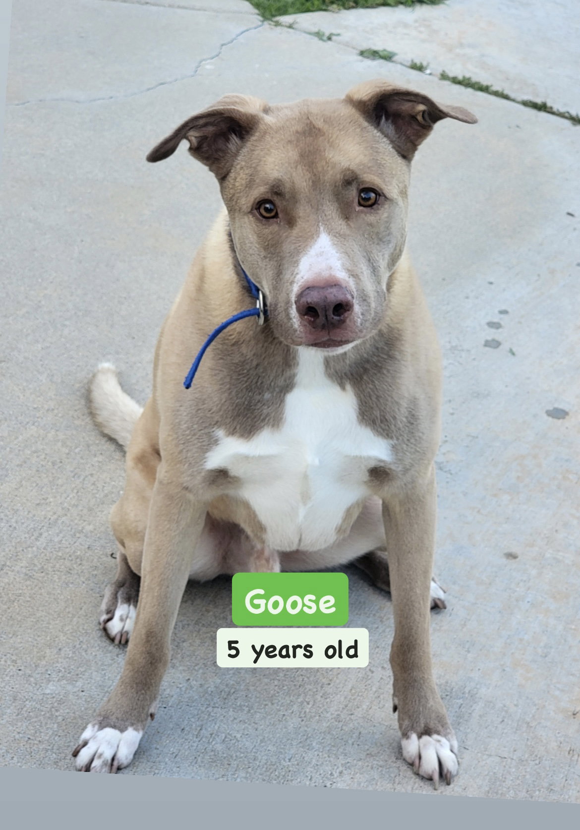 Goose