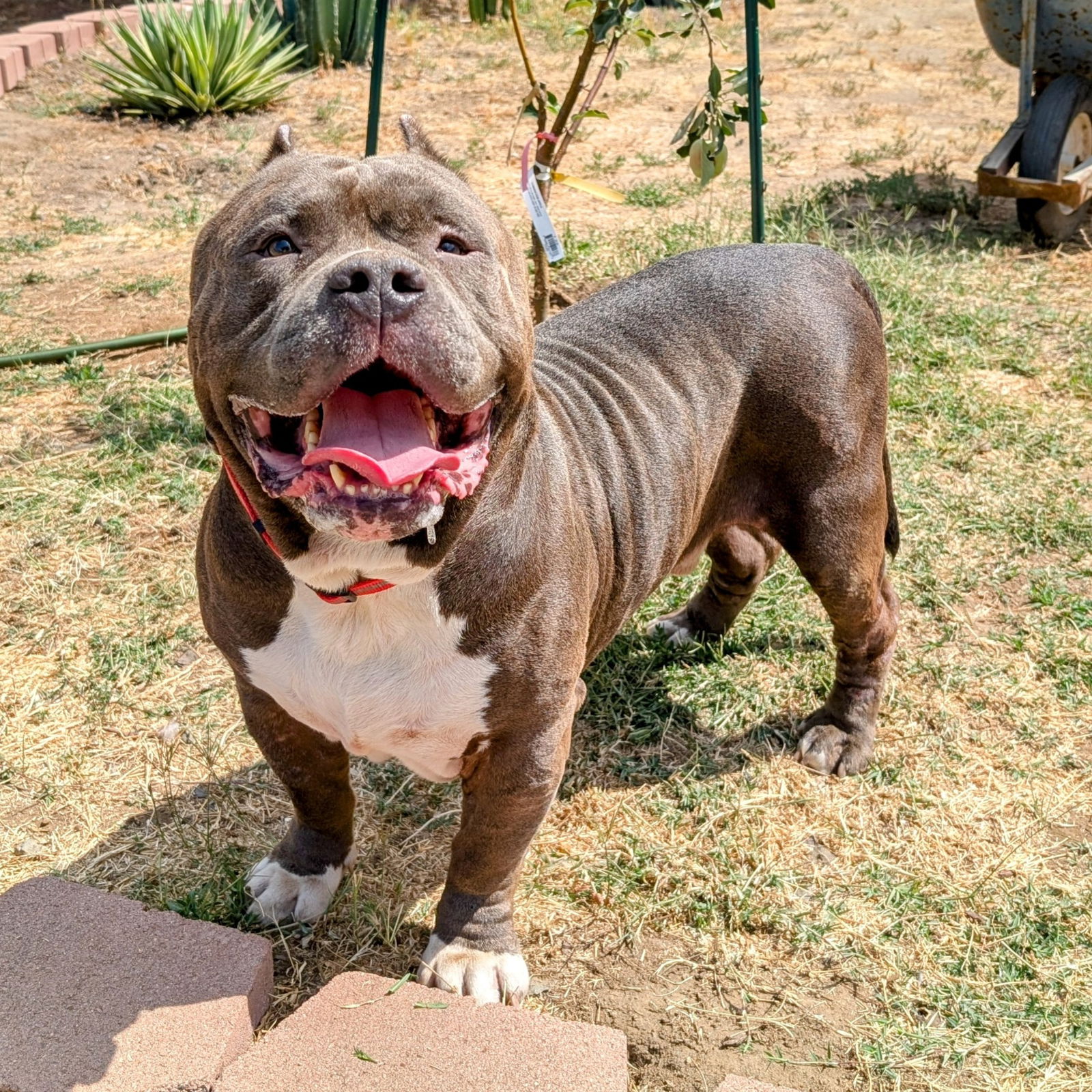 adoptable Dog in San Diego, CA named Magnus