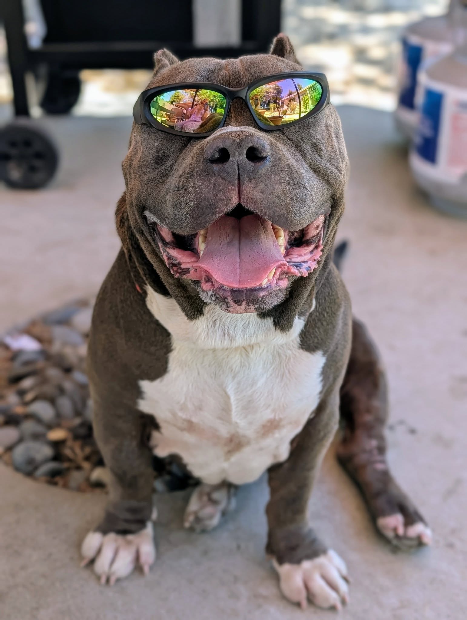 adoptable Dog in San Diego, CA named Magnus