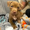 adoptable Dog in  named Penny