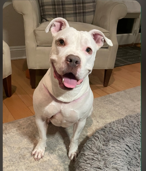 picture of the dog needing adoption